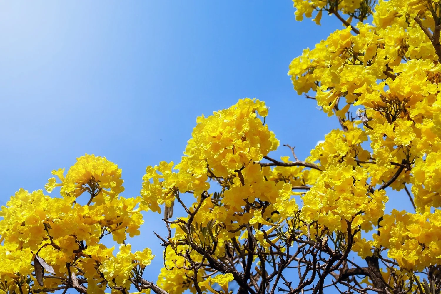 Fresh+Natural+flower+in+bright+day-min.jpg
