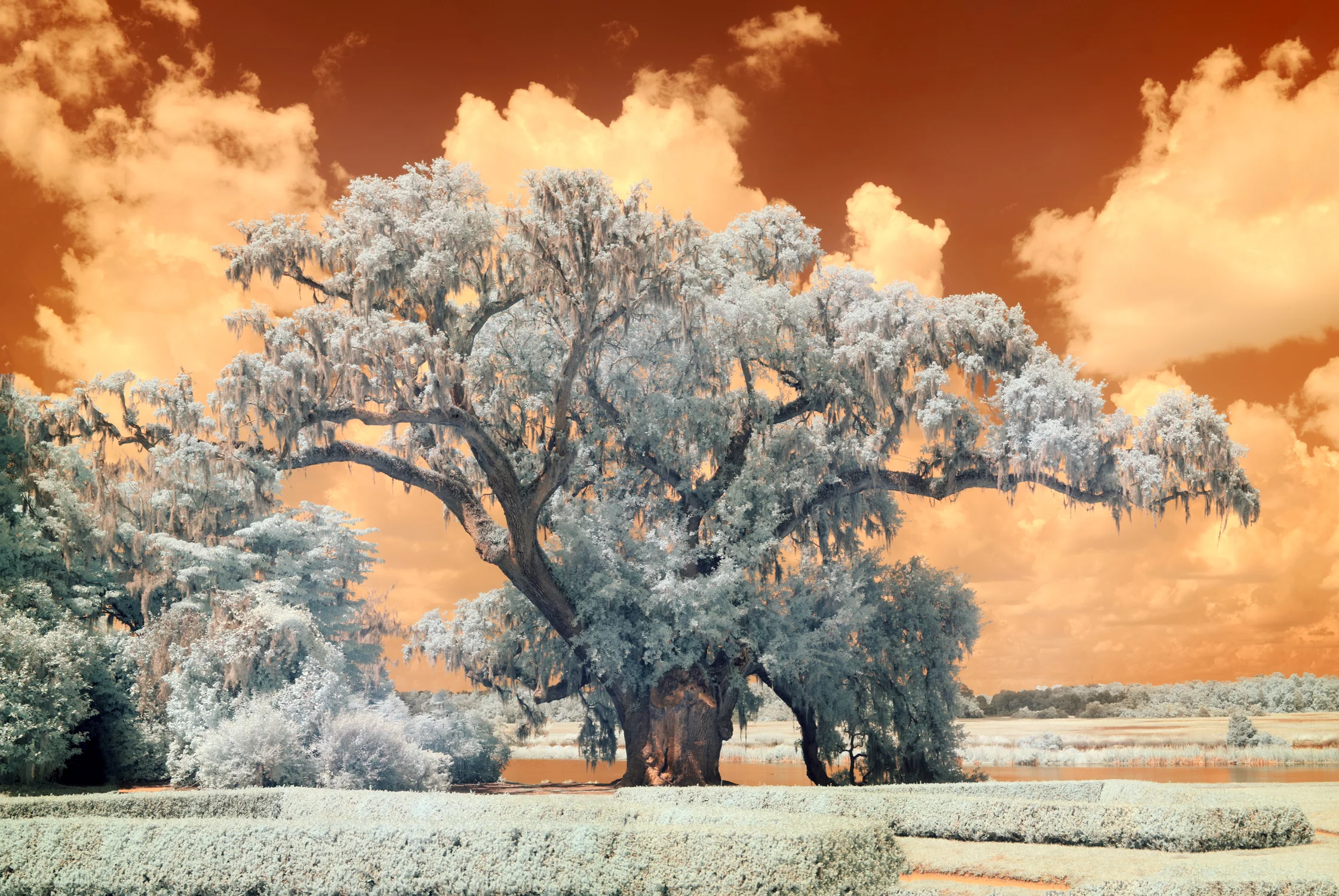 middletontreee-13x19-300dpi.jpg