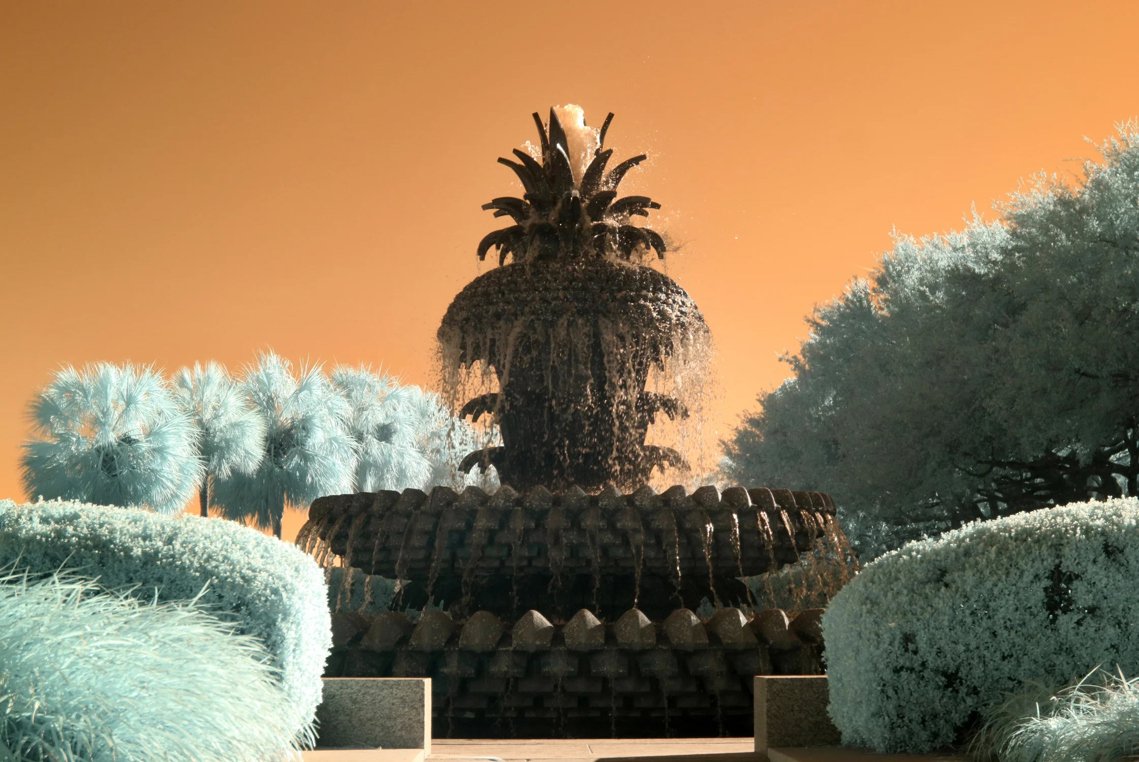 pineapple13x19.jpg