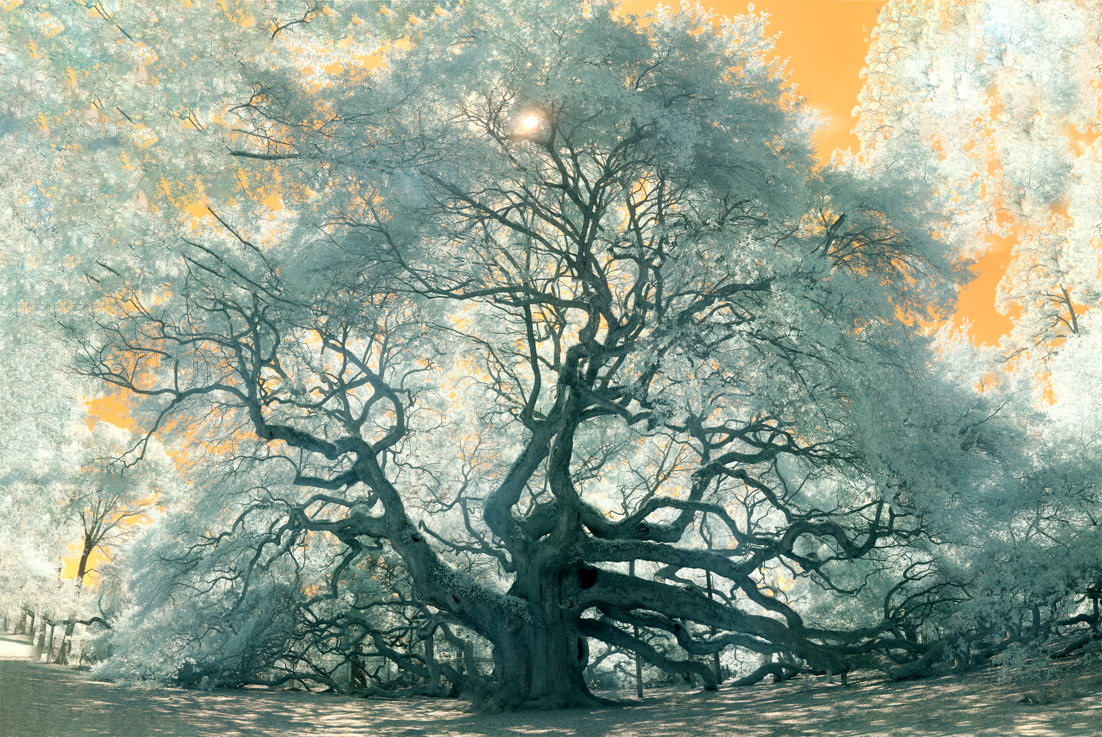 angeloak-13x19-300dpi.jpg