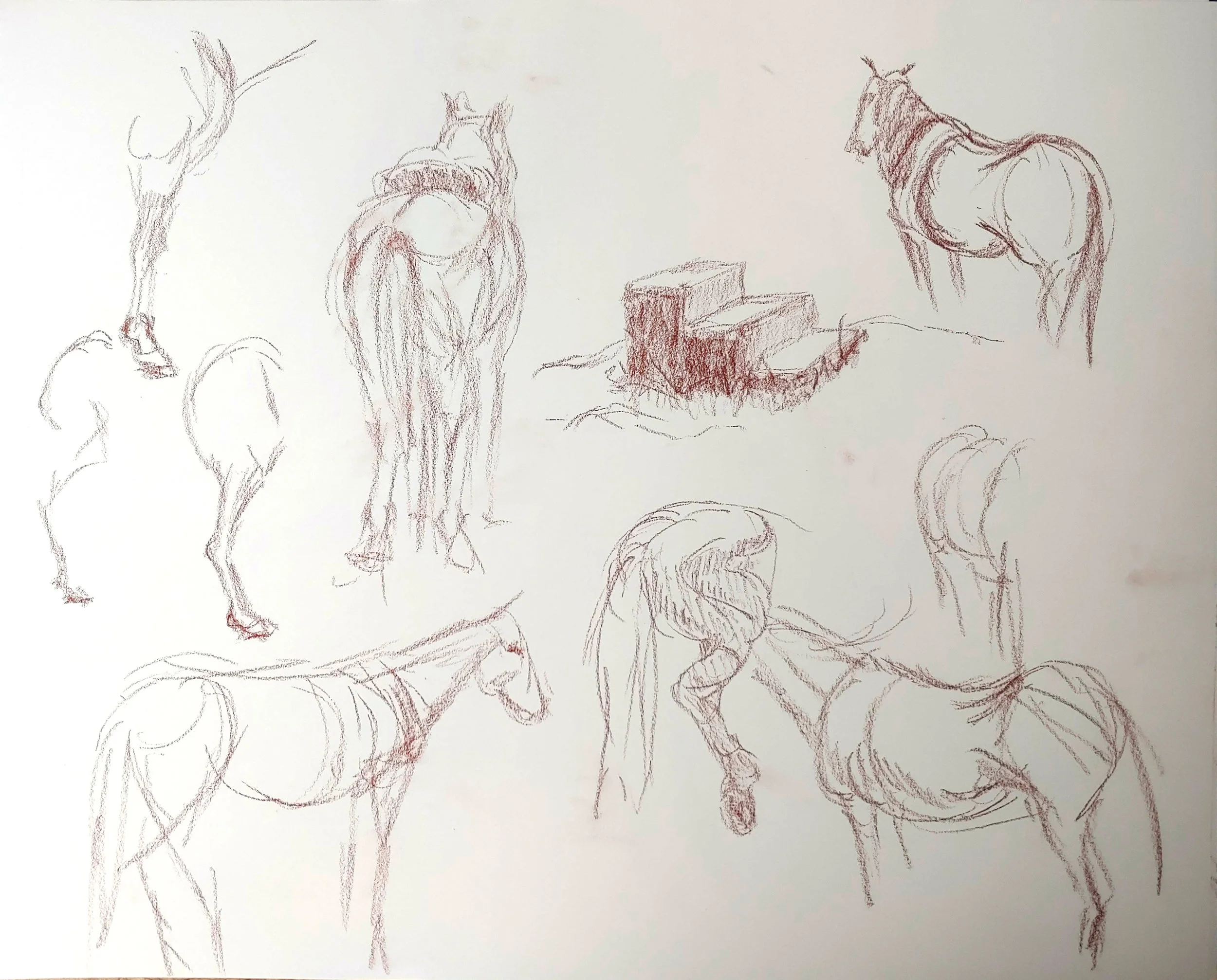 horse sketches.jpg