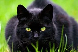 black-cat-in-grass.jpg