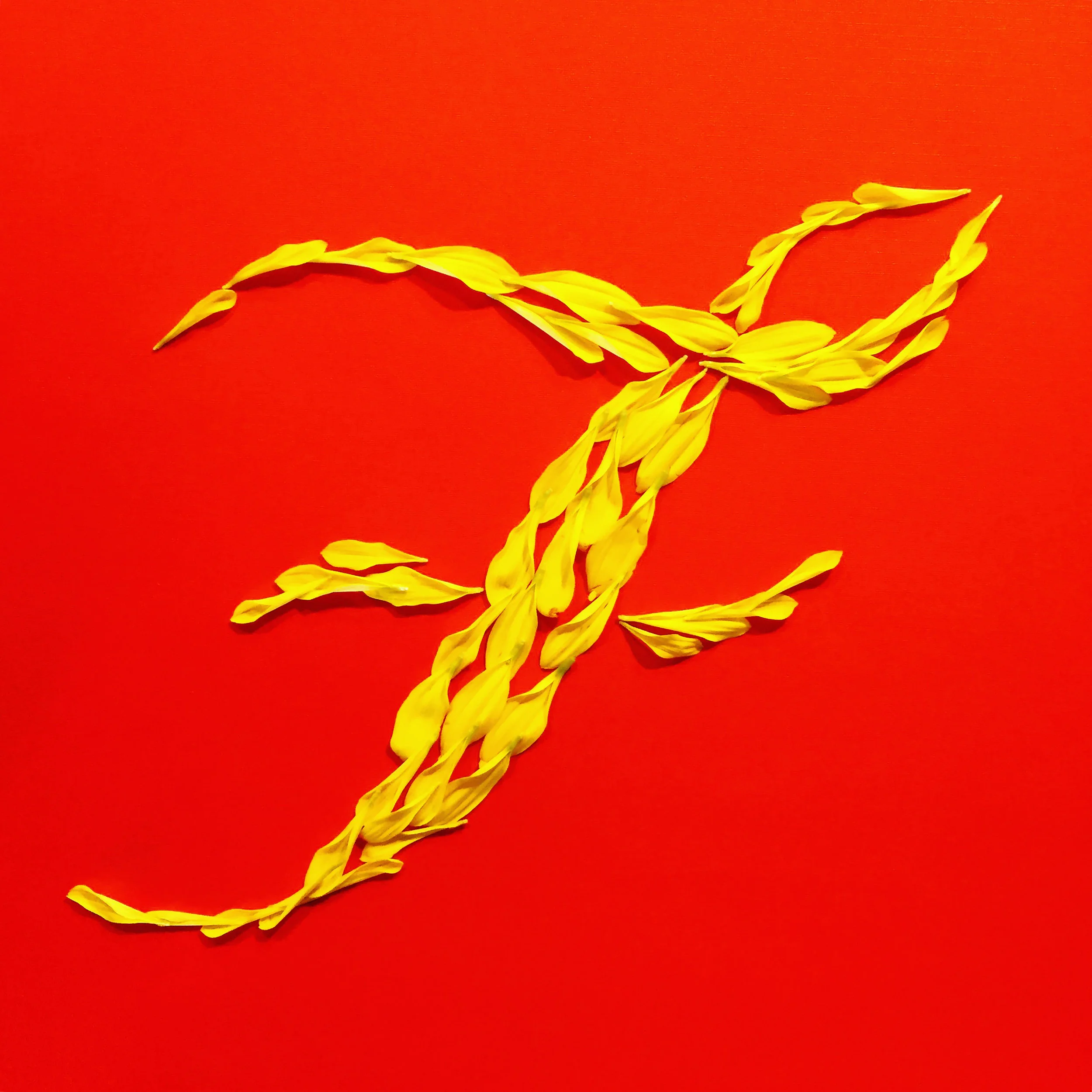  F for Fiona Fairhurst - the inventor of the Speedo Fastskin swimsuit. She designs clothing for sport. She was nominated for the European Inventor of the Year award in 2009, in the Industry category. 