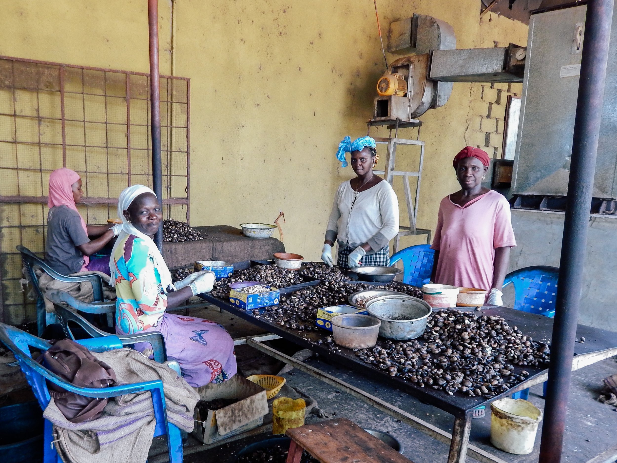  Women removing the the raw nut from the outer casing 