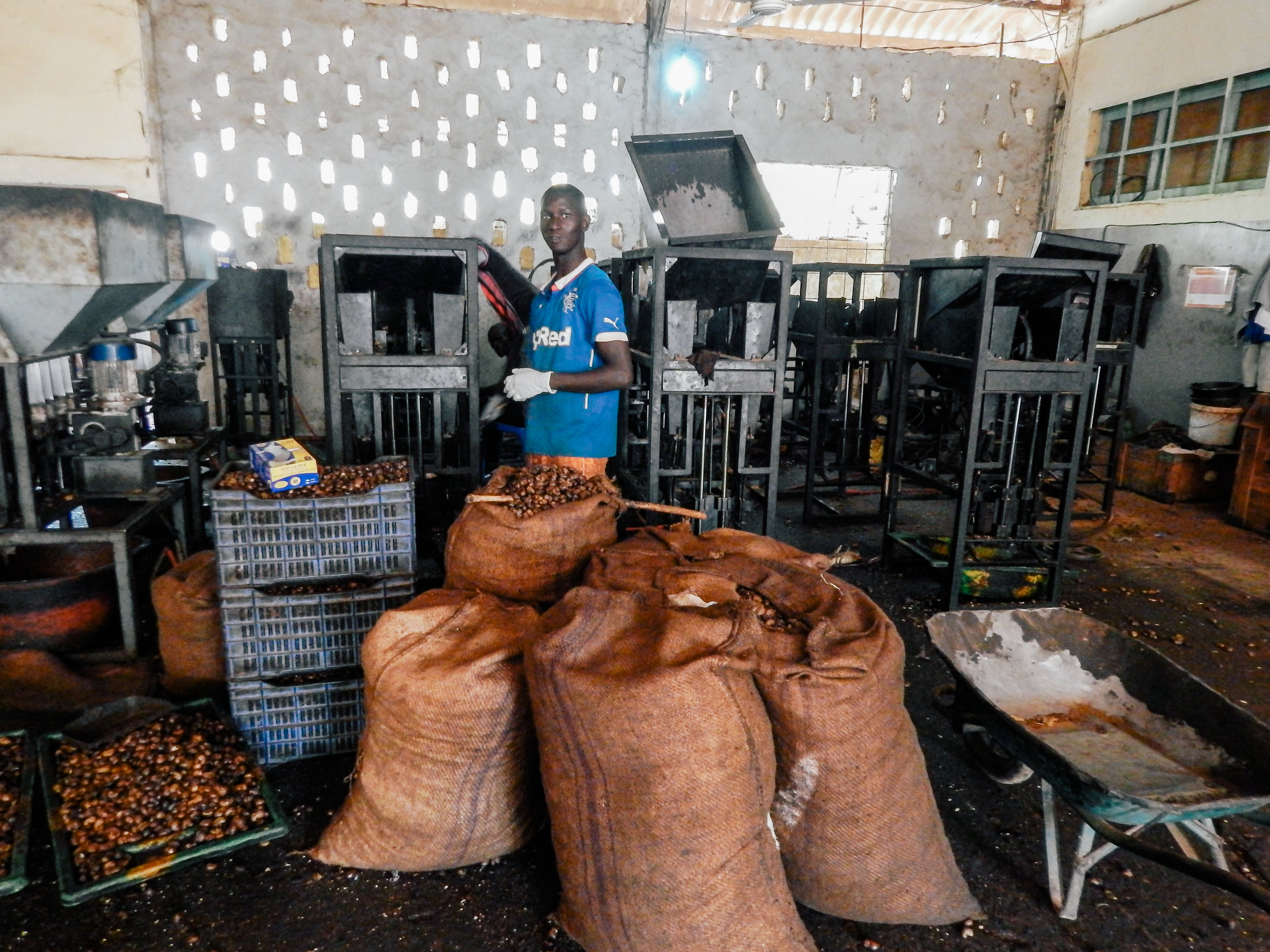  Worker with machine that breaks the outer casing around the nut 