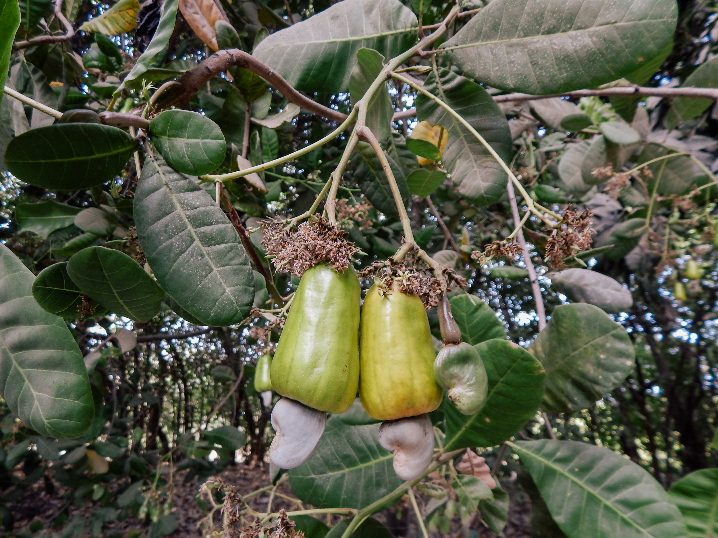  Raw cashew nut and apple on tree 