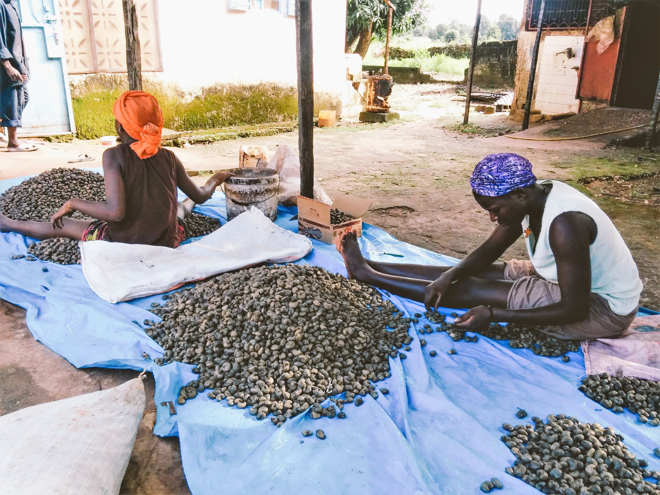 Workers sorting cashew nut 