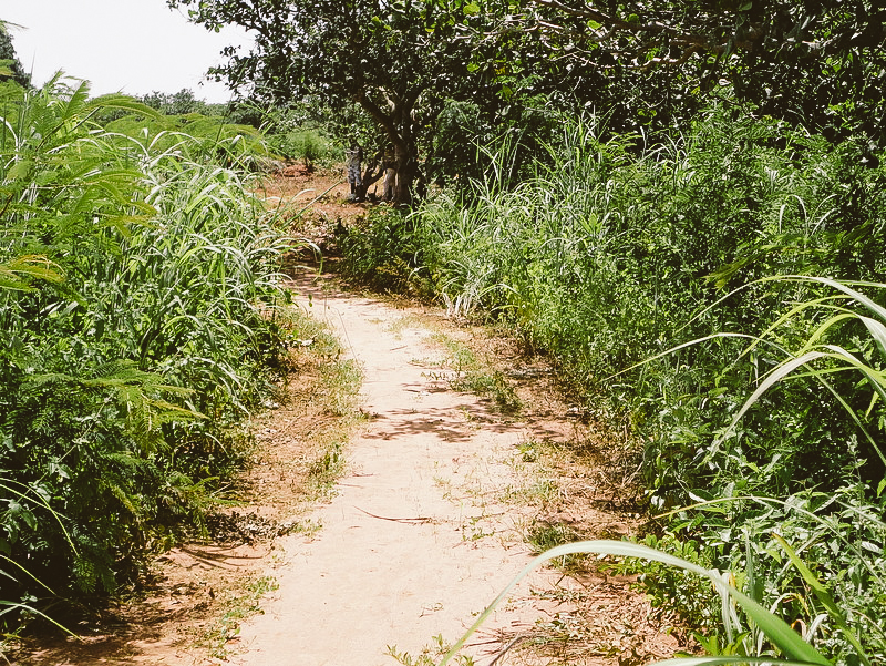  An overgrown road selected for rehabilitation 