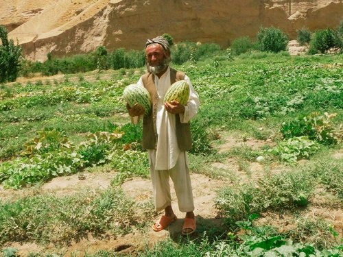 Bagh Shah irrigation canal's agricultural outcome_-6crop.jpg