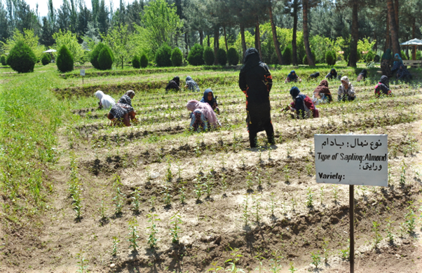 WFP and Shelter For Life are helping women cultivate almond, persimmon, pistachio, pomegranate and walnut trees to be sold to orchards. (Photo: WFP/Ann Nallo)