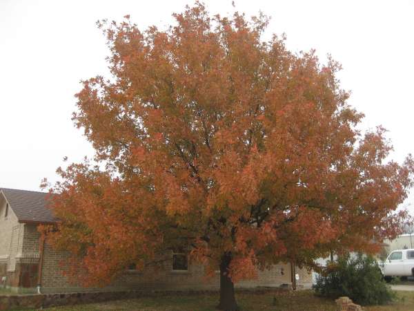 Tree & Shrub Care