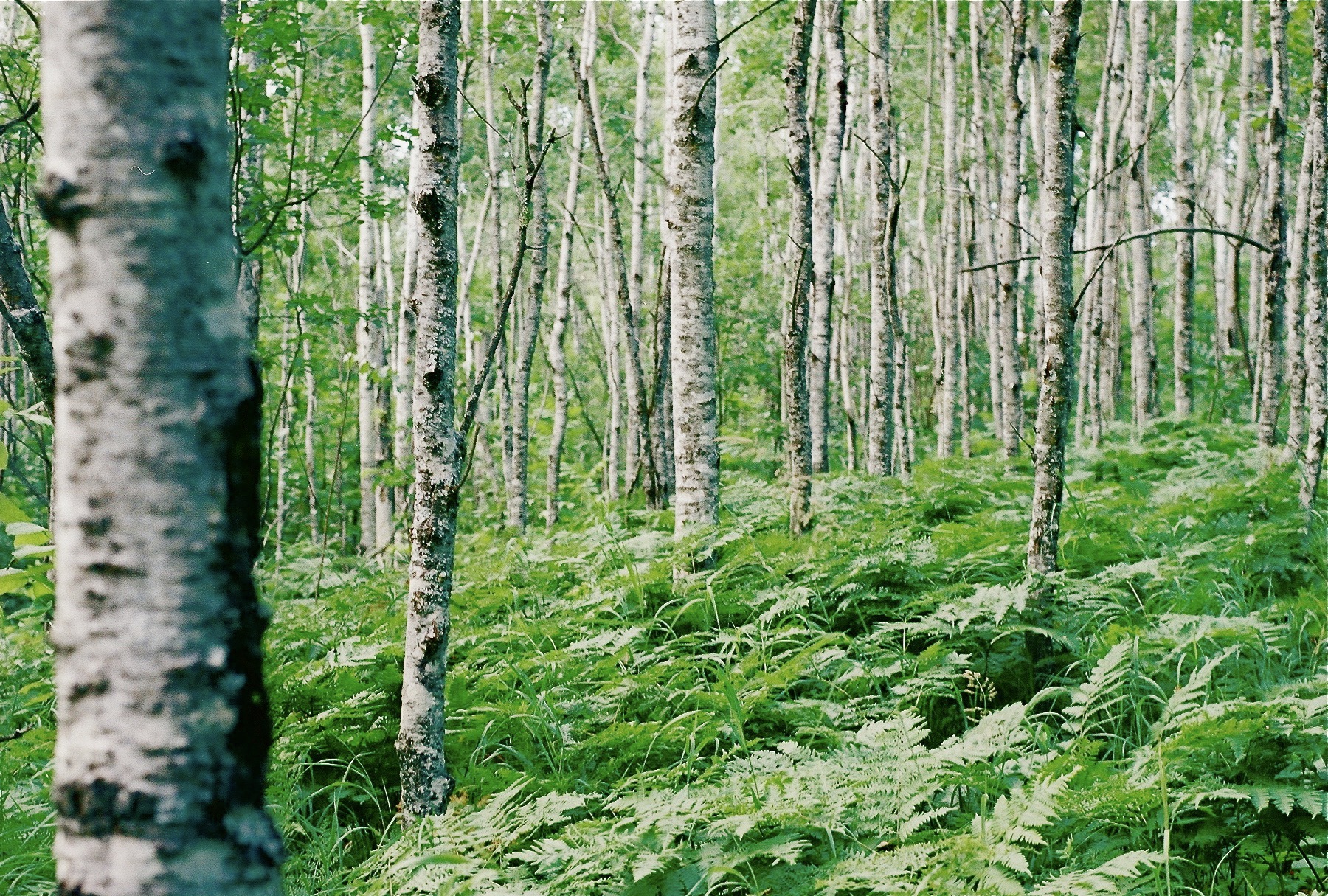 treespc.jpg