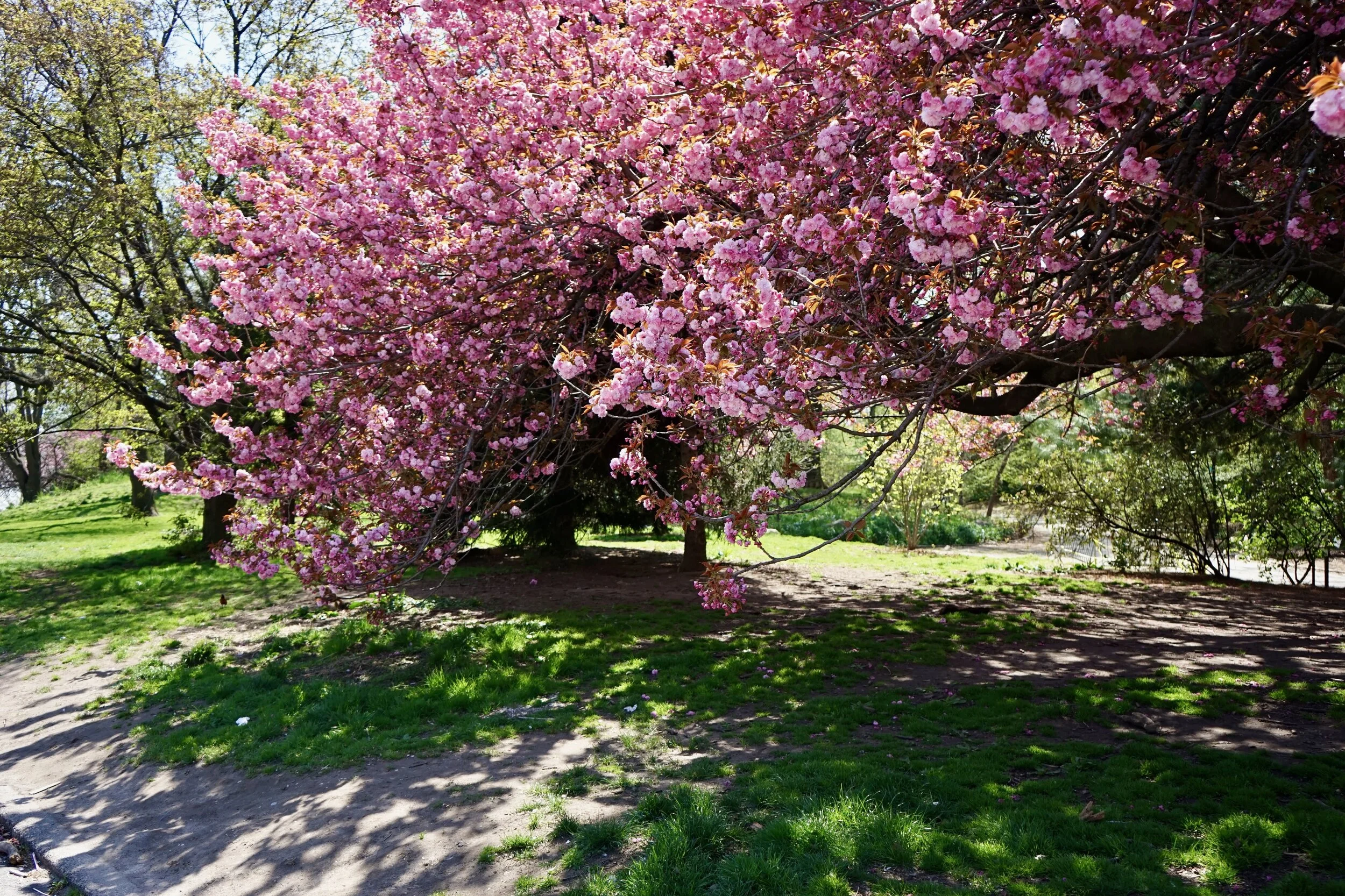 The Center of Brooklyn's Universe: Spring in Prospect Park
