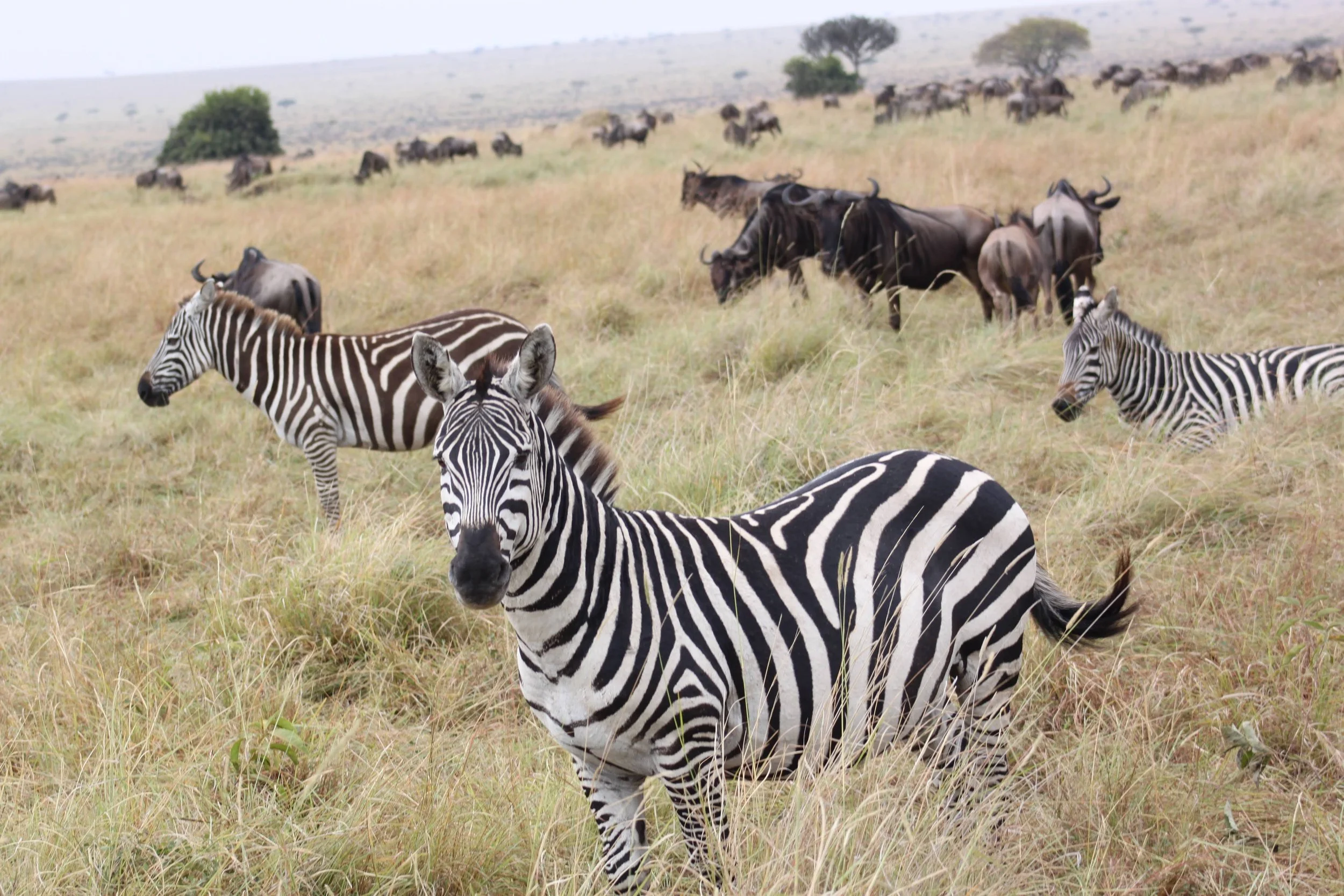 Running Reflections (from the Maasai Mara)