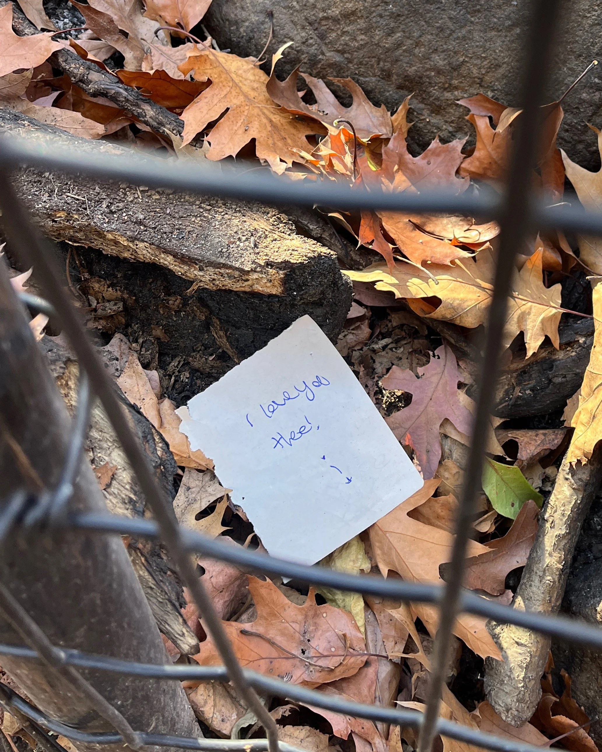 Wildfires in NYC: Fall 2024 and Beyond