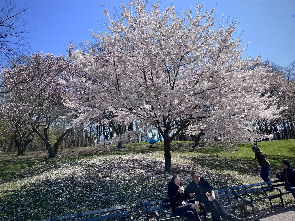 A tree with whitish pink flowers in full bloom against a bright blue sky. Beneath the tree two people sit on a wooden bench eating amongst the flower petals which litter the green grass. In the background a blue hammock can be seen between two trees.