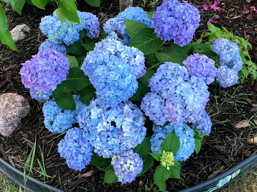 Hydrangea One of 20.jpg