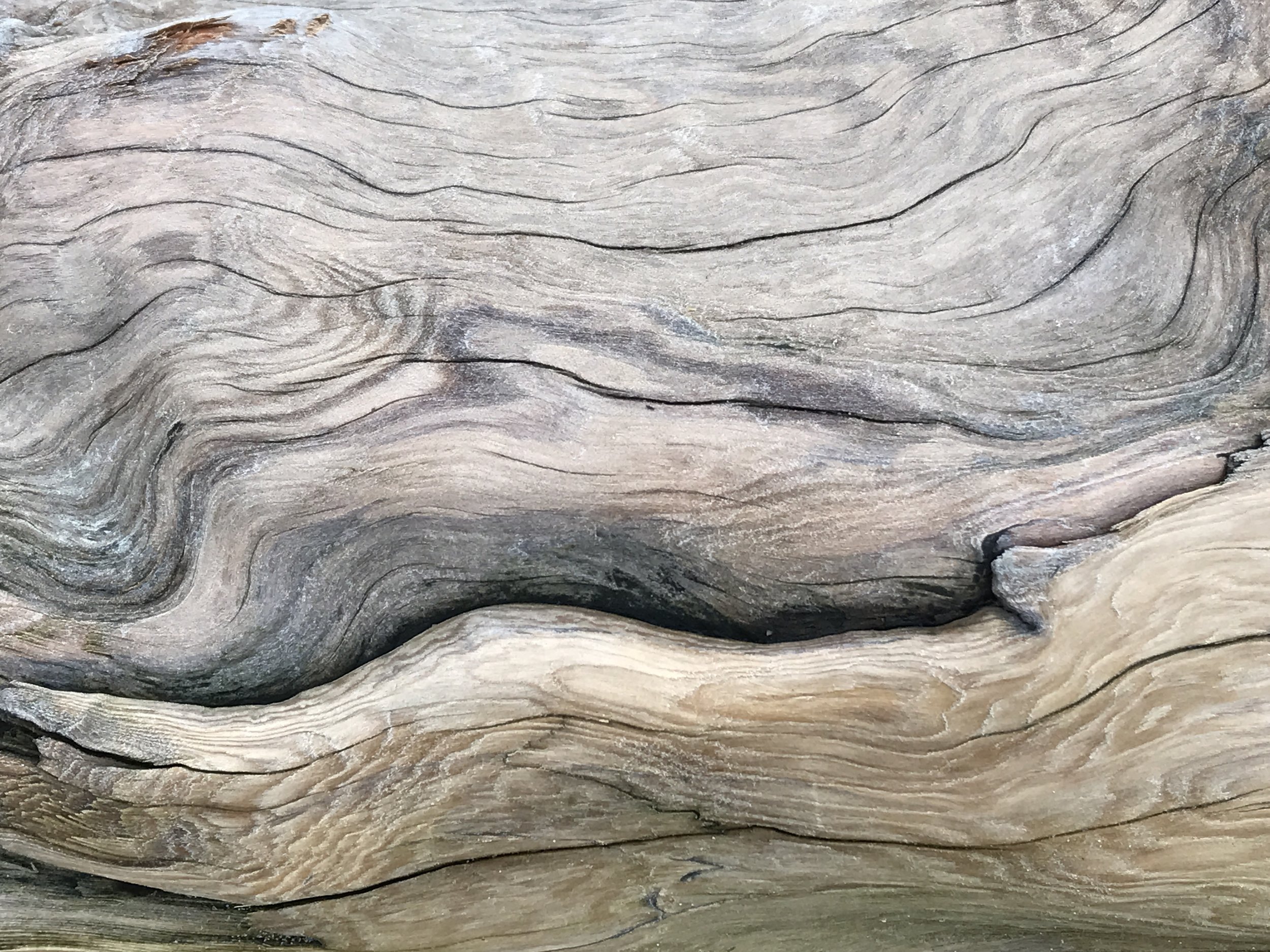 driftwood (2).jpg