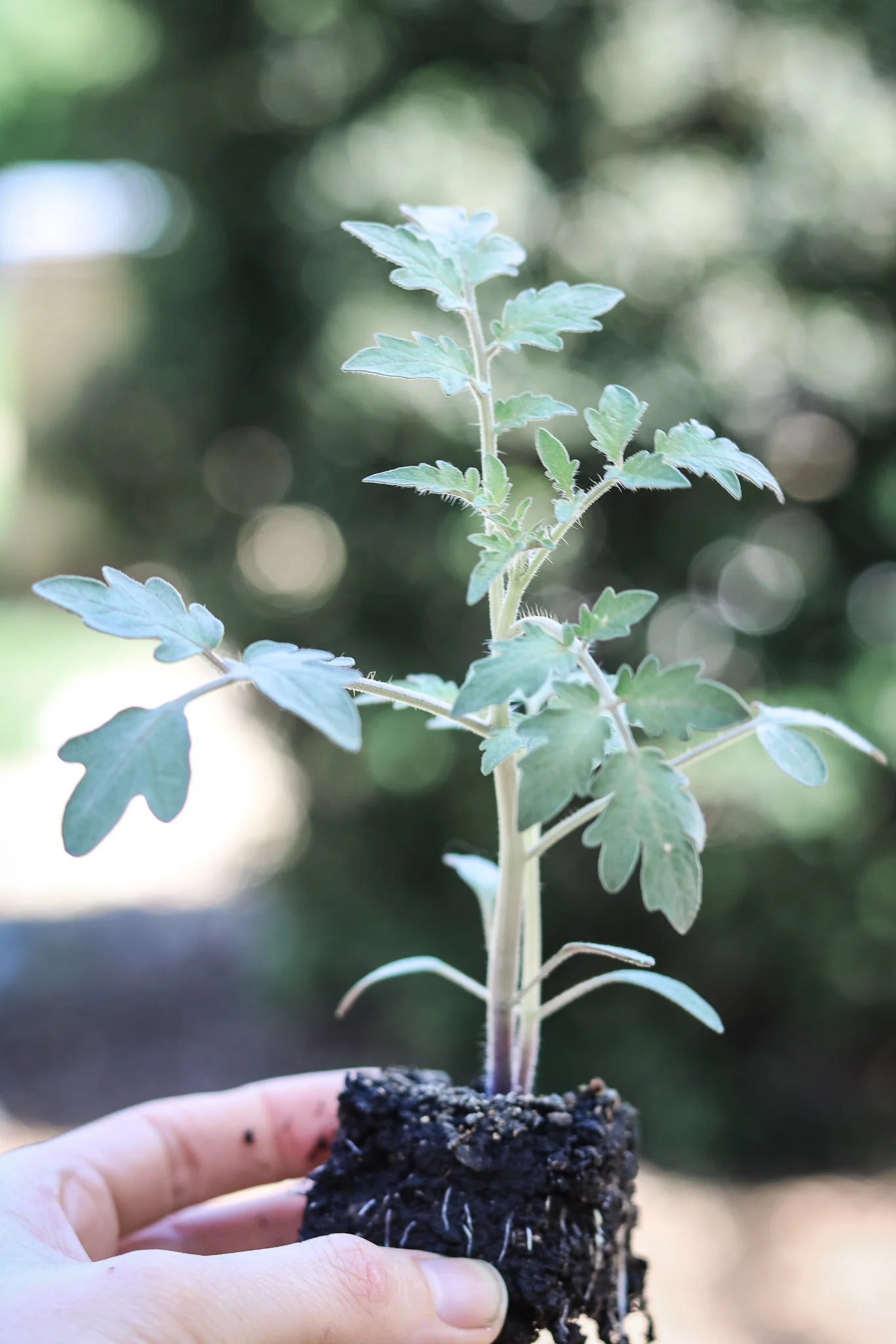 TimeToPlant-BaileyRaesKitchen.jpg