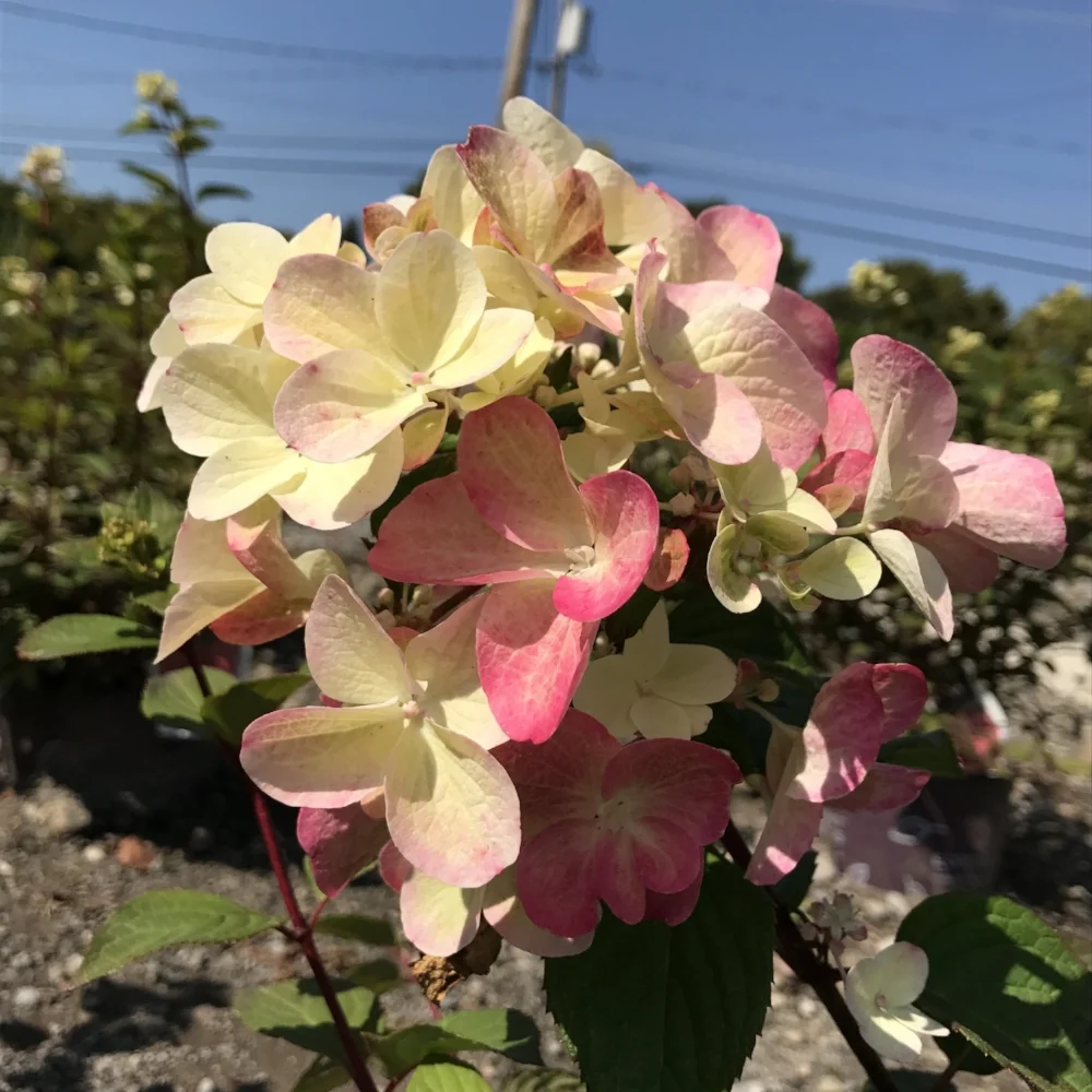 Plants & Flowers Photos — Sollecito Landscaping Nursery