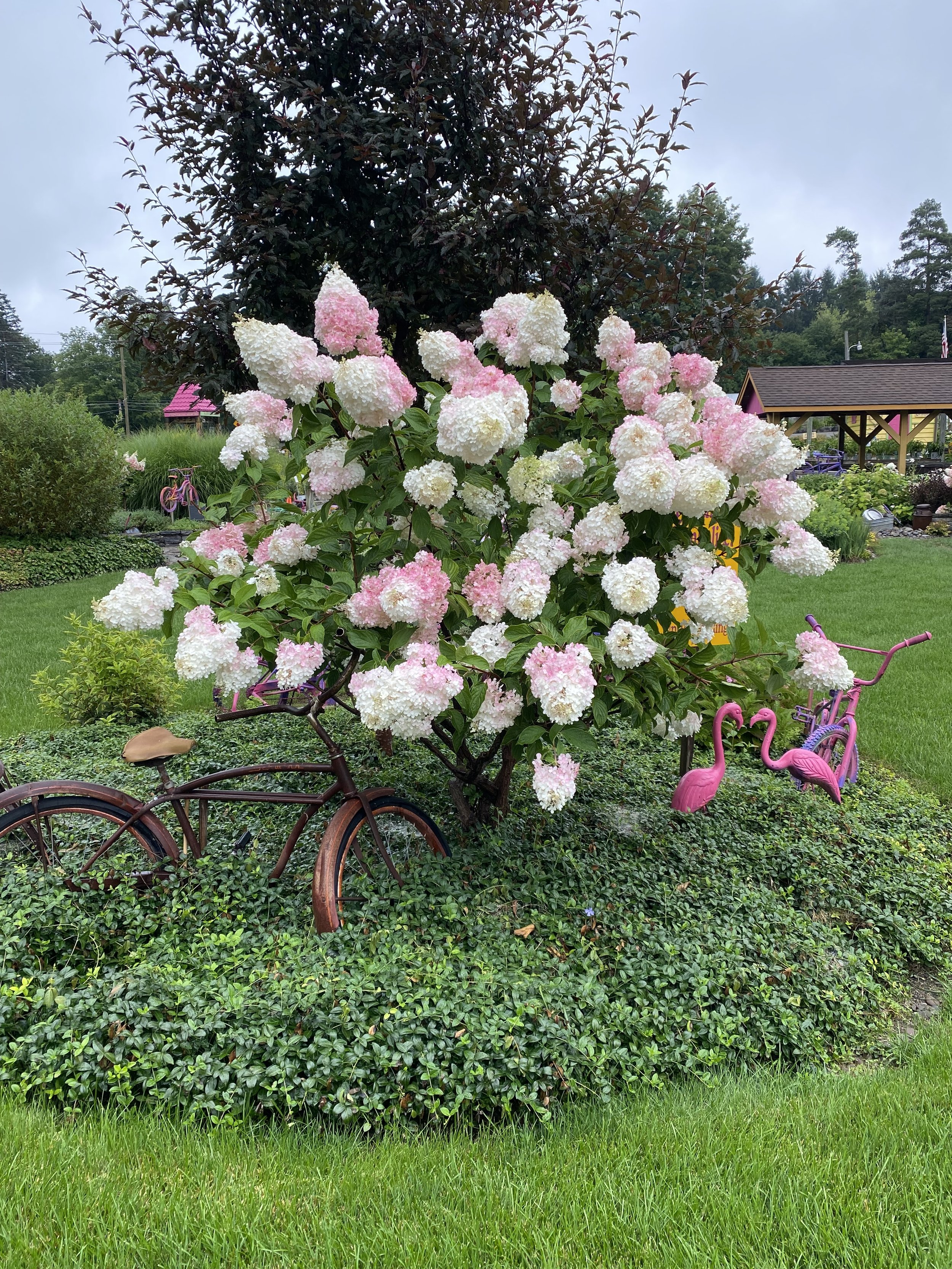 Hydrangea w/ bike