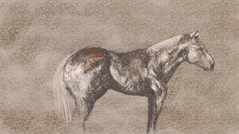 A HORSE