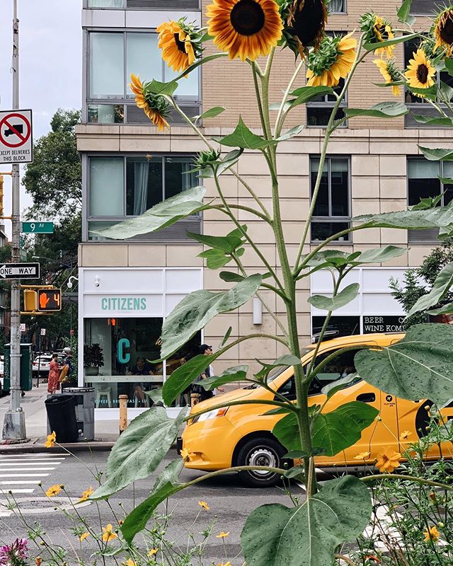 Don&rsquo;t forget to stop and smell the flowers on your way to brunch.🌻