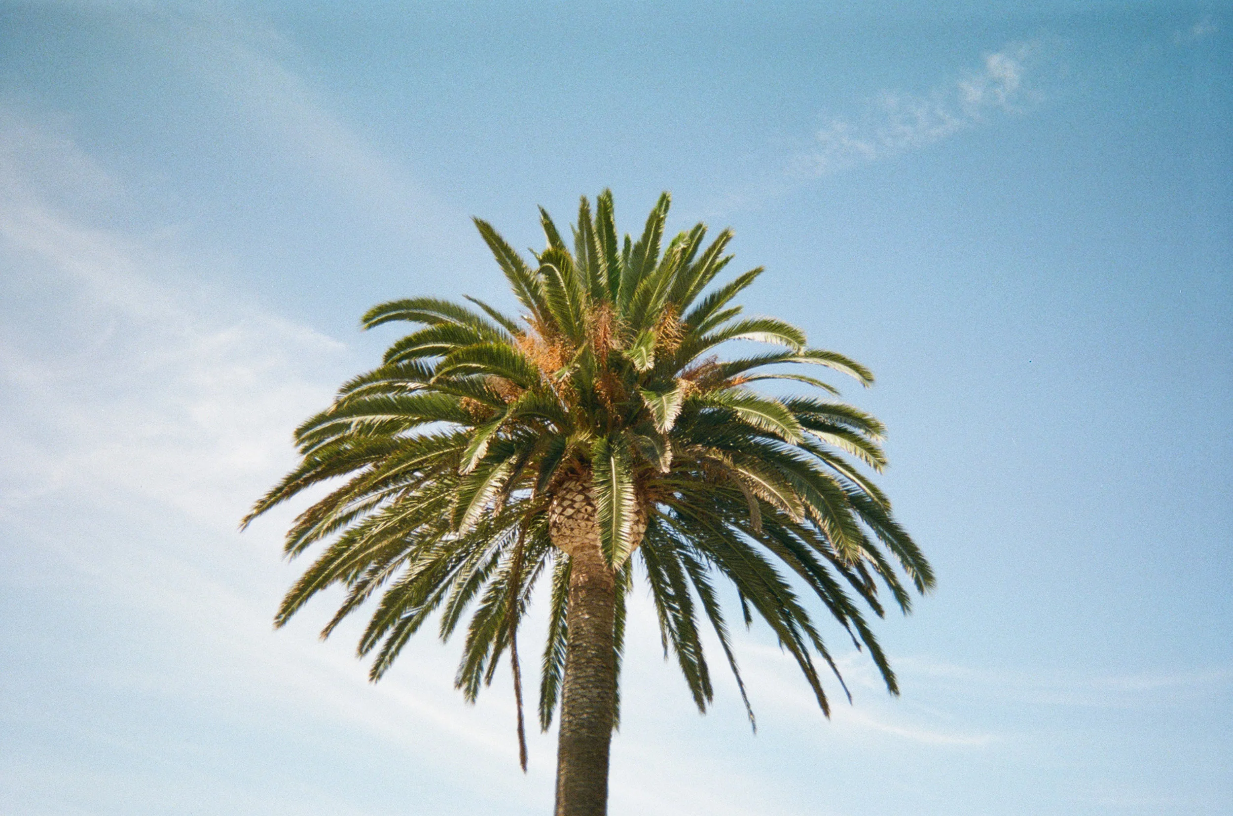 Roamers_Disposable_Film_Neek_03.jpg