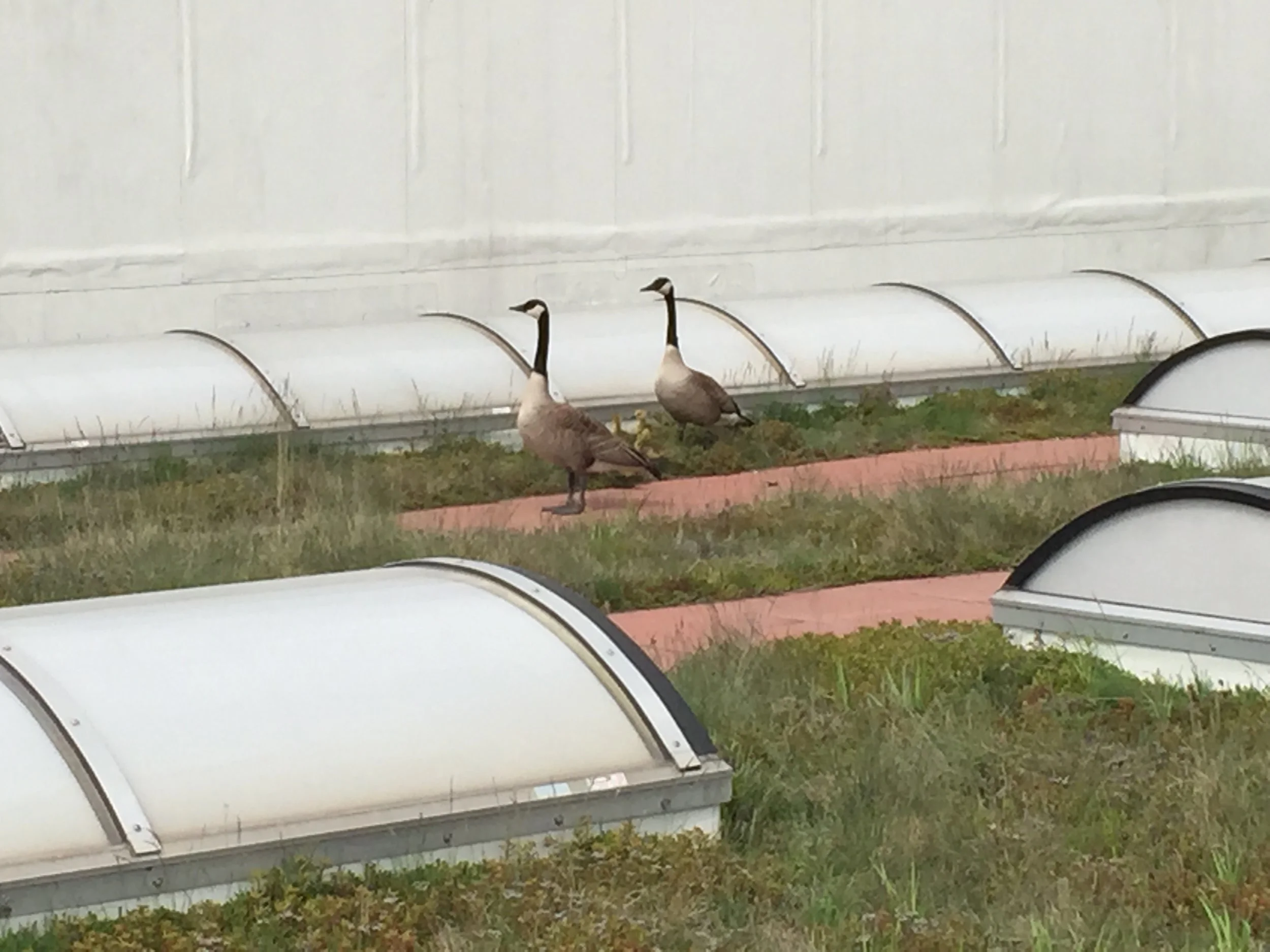 ecogardens-walmart-austin-2.jpg