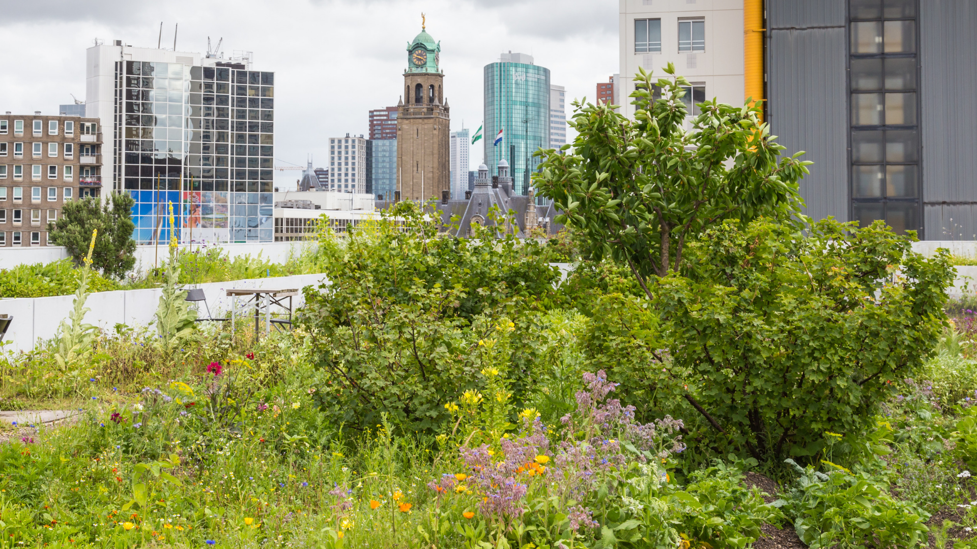 Green Roof Stewardship Infographic
