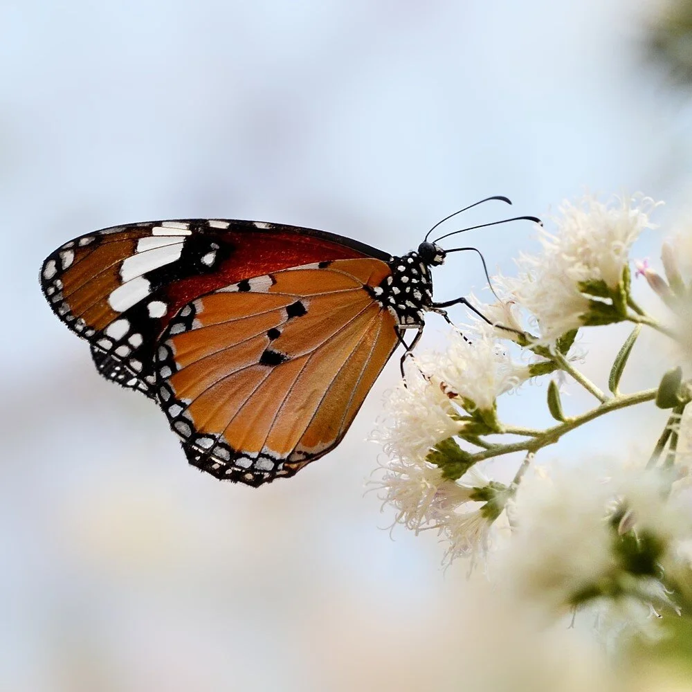 Monarch Butterfly Recovery