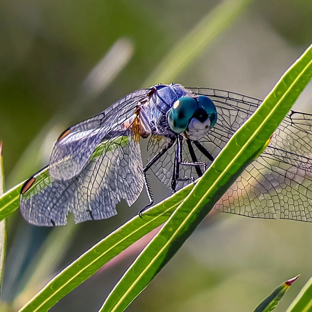 What Are Pollinators?