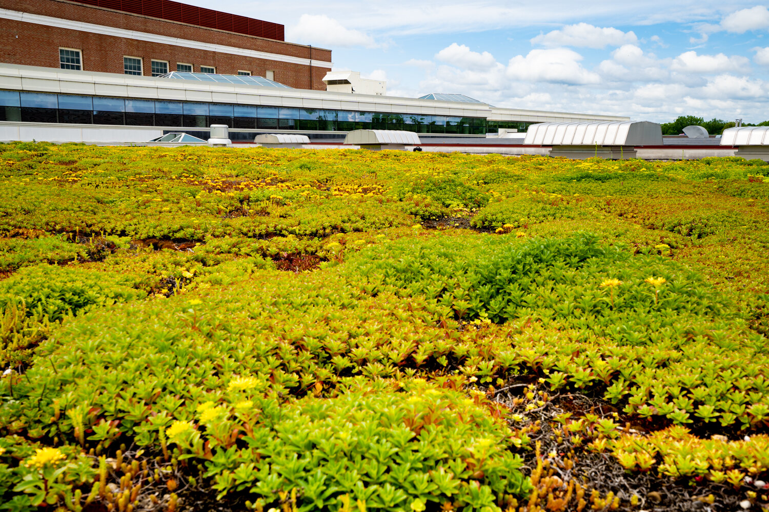 Green Roof Guide — Ecogardens
