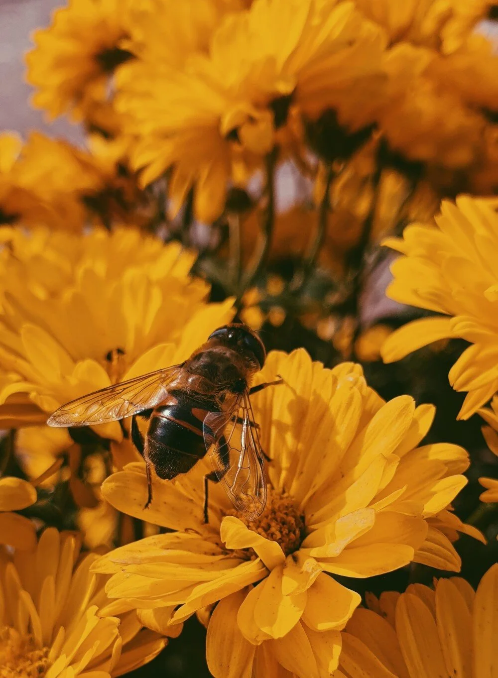 Guide to Pollinators — Ecogardens
