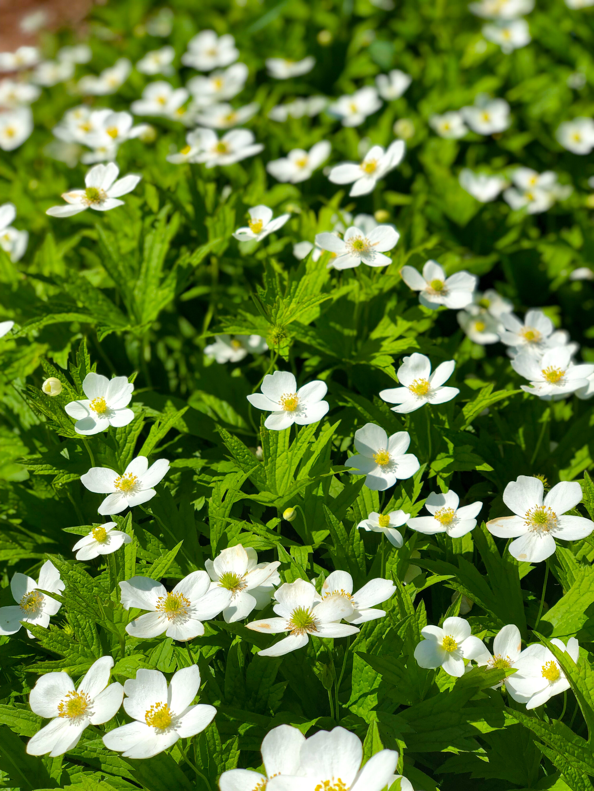 Top 40 Native Alternatives to Sedum for Midwestern Green Roofs