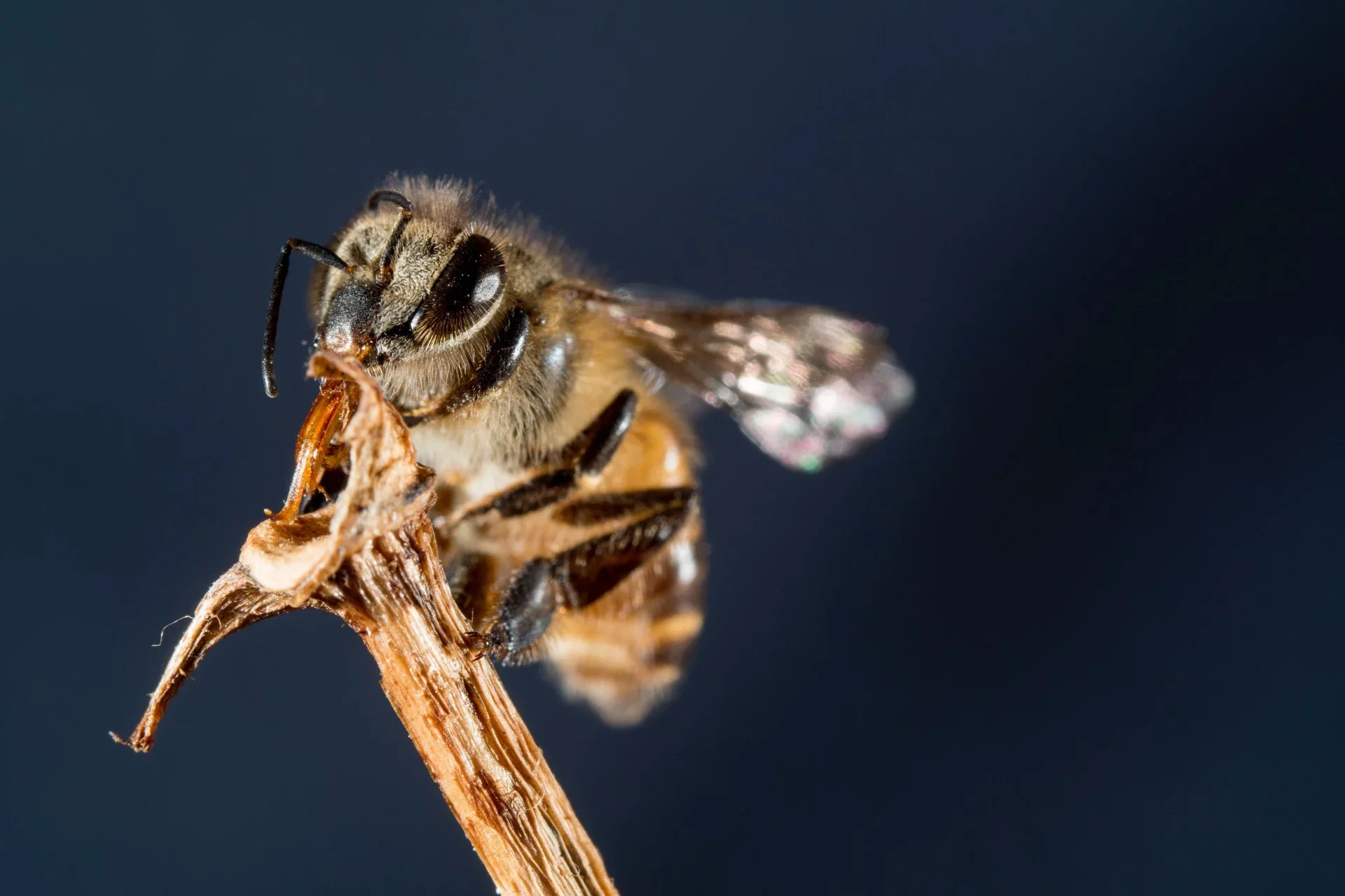 Beyond the Honeybee: Fighting of Behalf of Pollinators