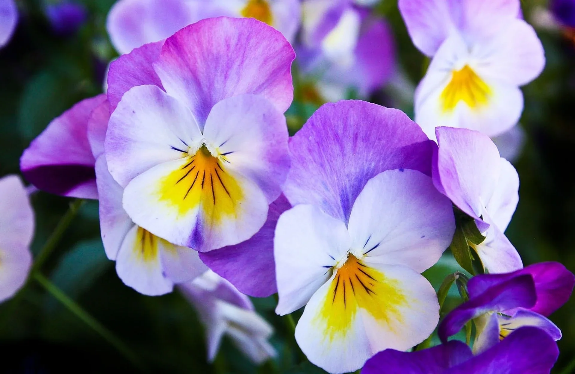 What Is the Most Sustainable Approach to Seasonal Plantings?