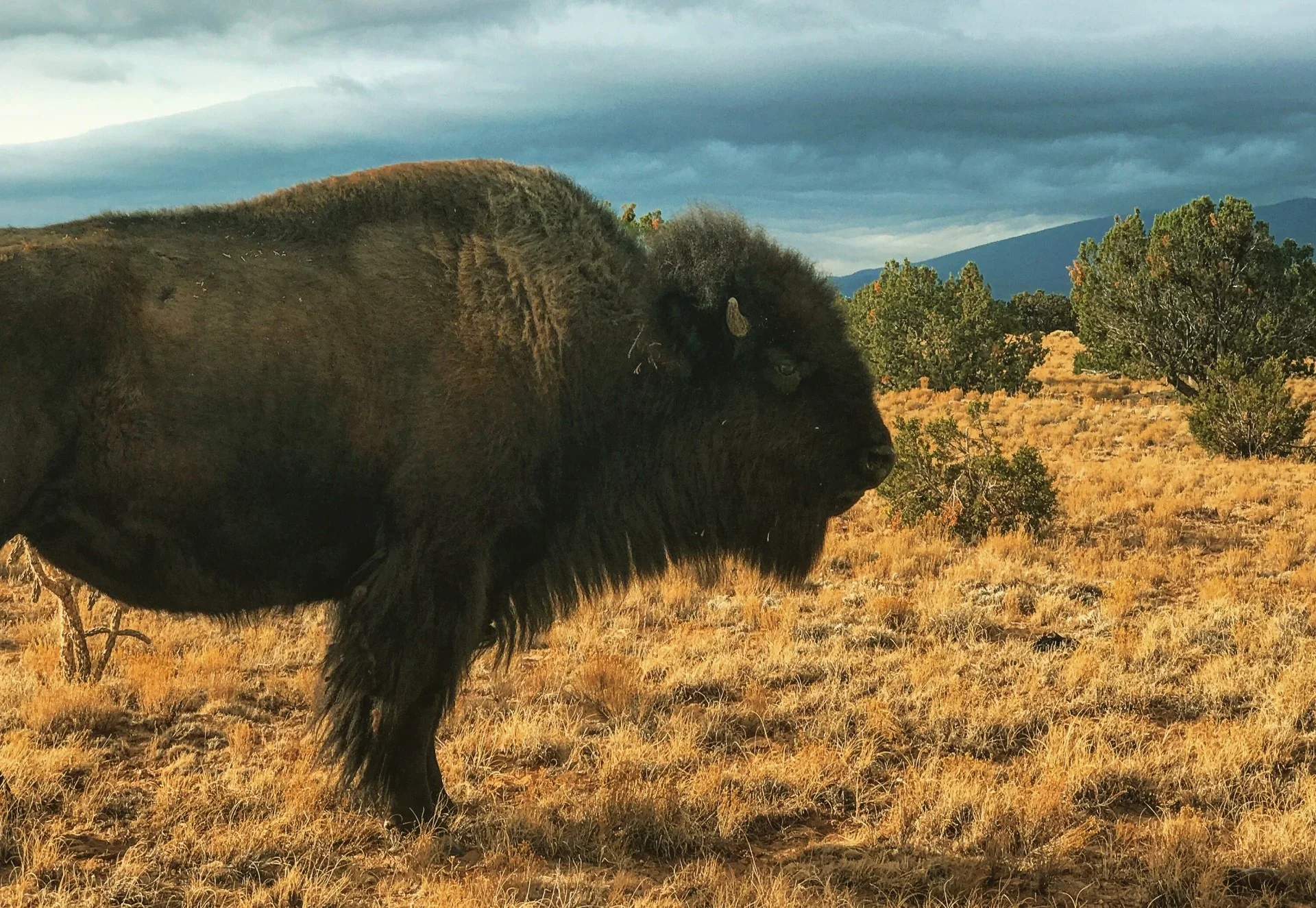 SPOTLIGHT on the American Bison