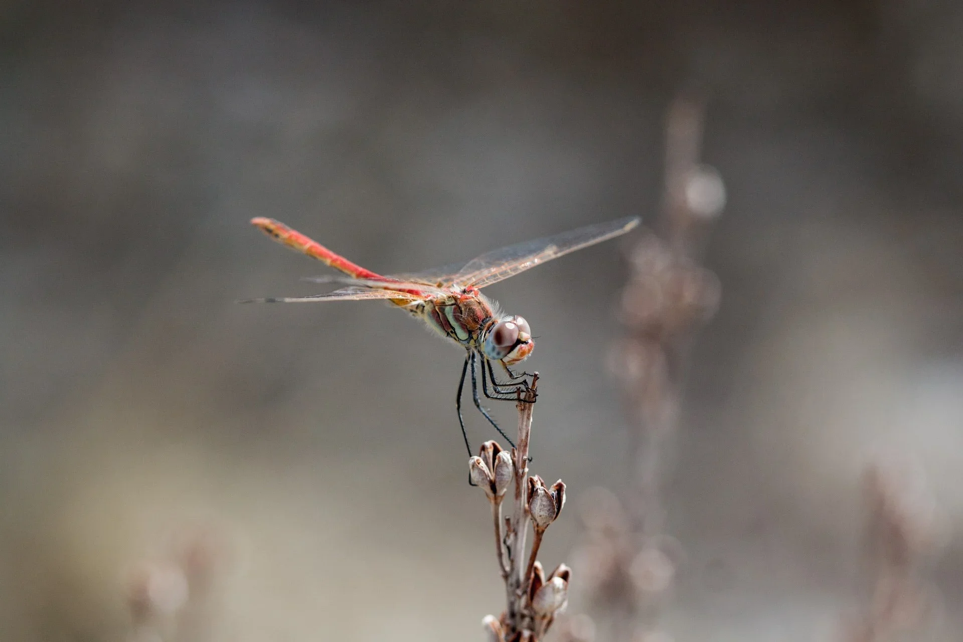 How Do Green Roofs and Pollinators Work Together?