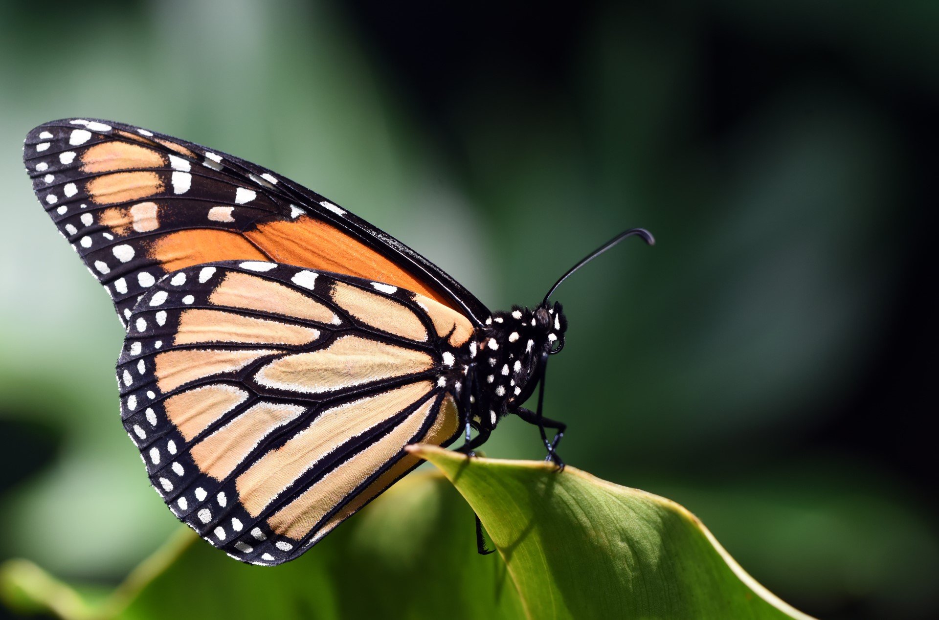 Citizen Scientists with the Monarch Community Science Program