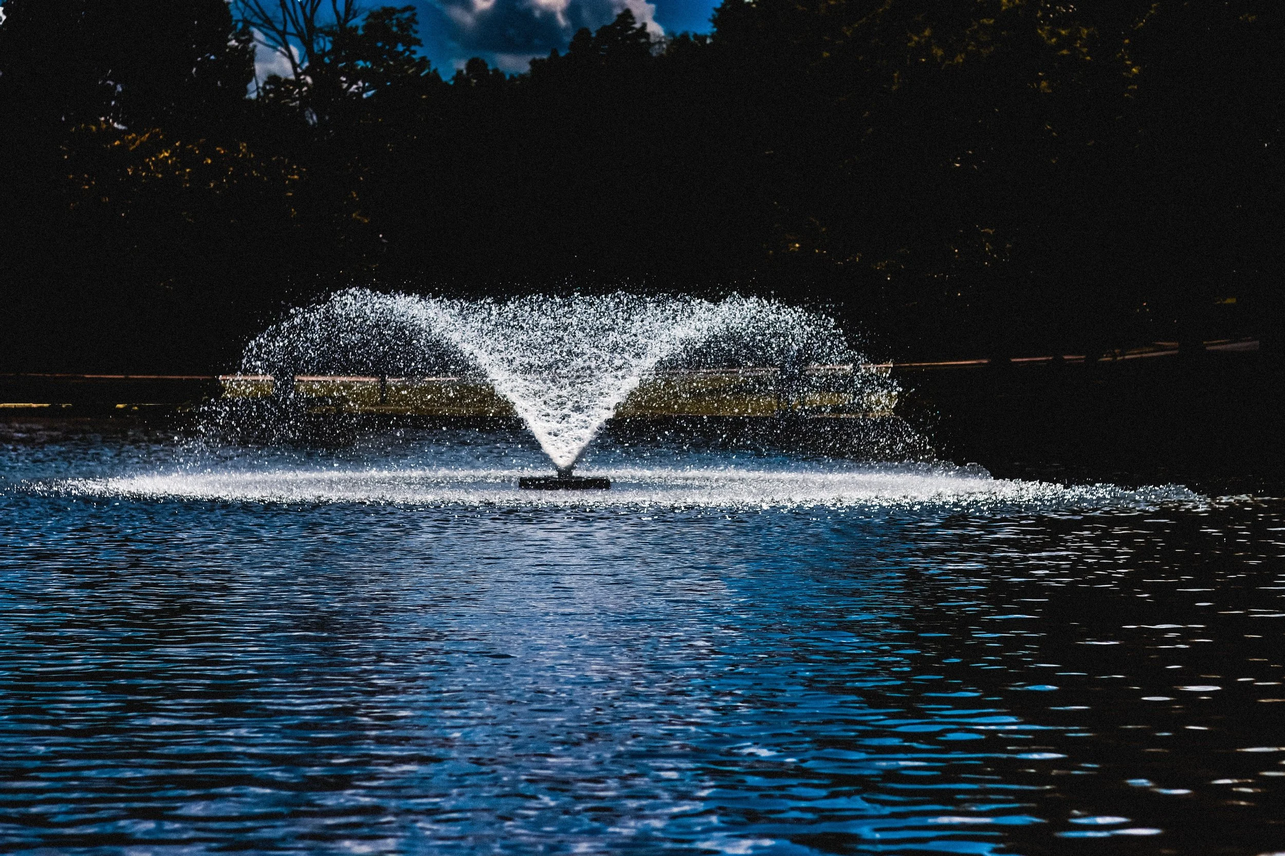 Is Your Fountain Lonely? How a Floating Wetland is the Ideal Companion