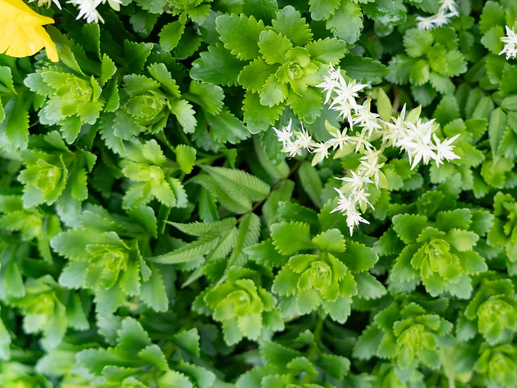 Three Signs Your Green Roof is Healthy