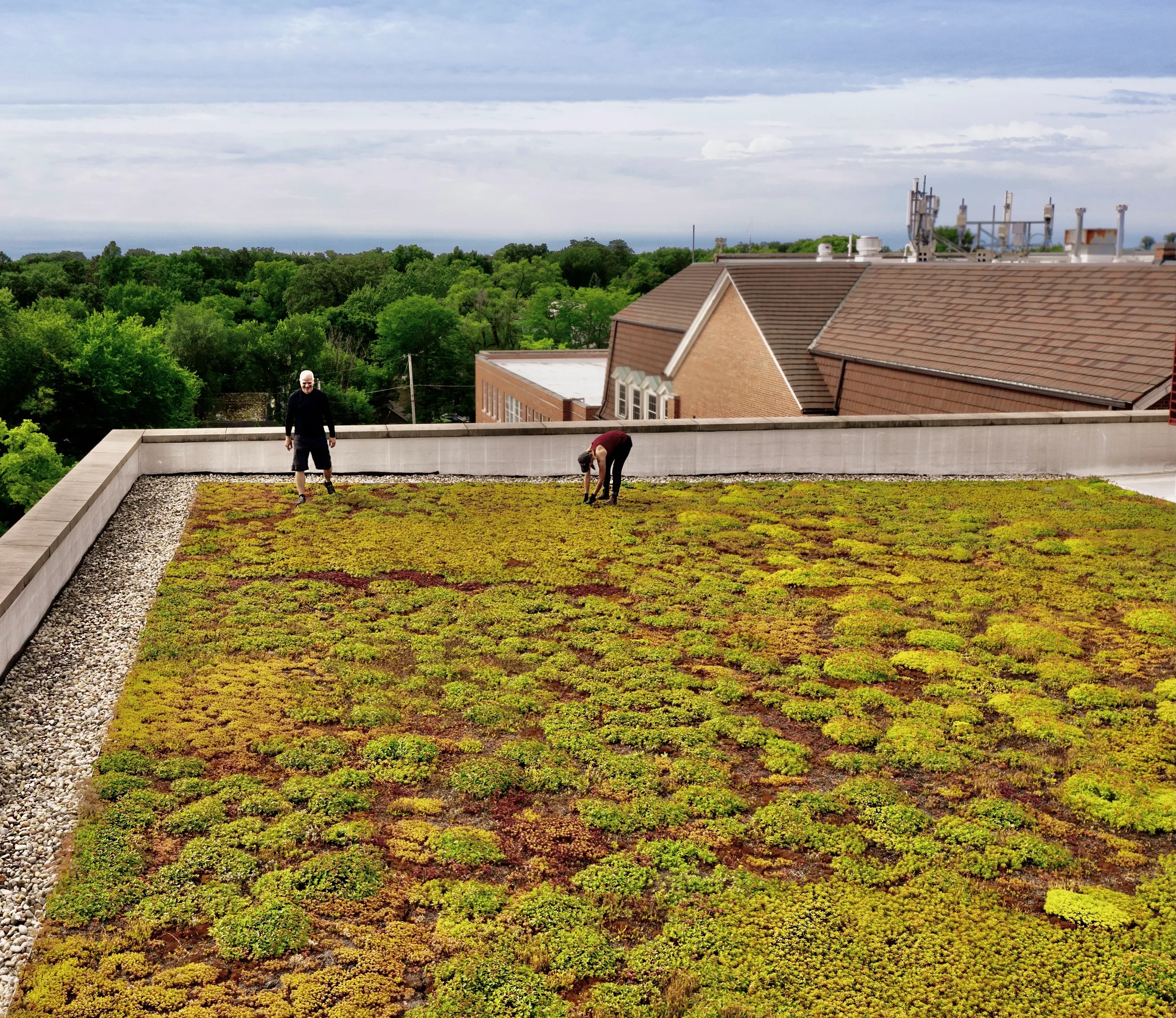 The Top 4 Questions for Green Roof Stewardship to Maximize ROI