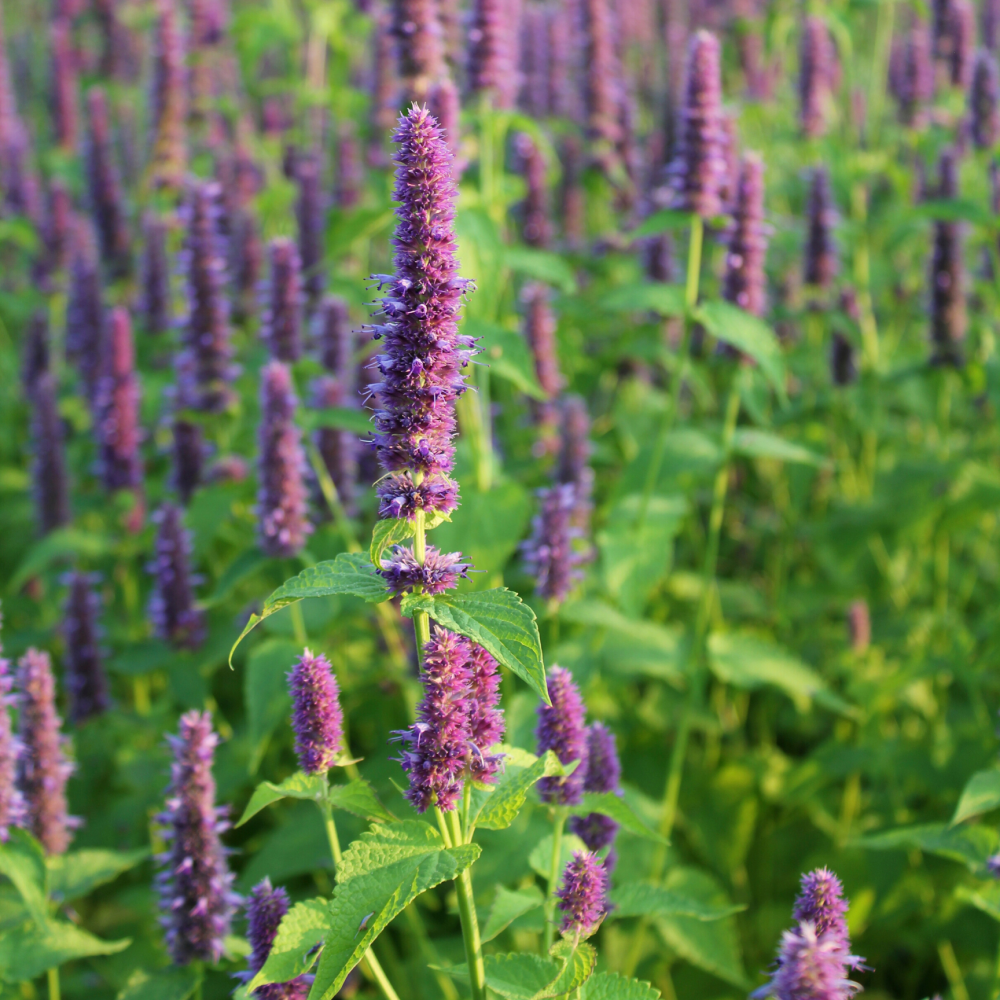 anise-hyssop.webp