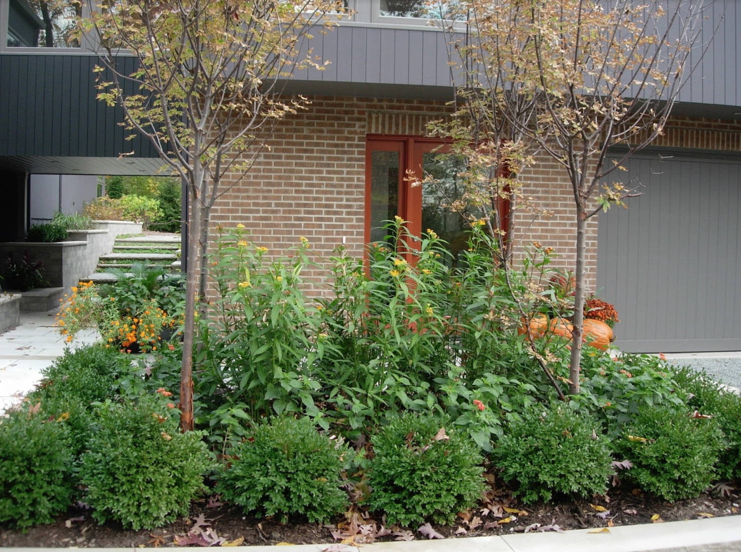 Geo planting. Repeating like forms in a bed at the front entrance of this mid-century modern home.