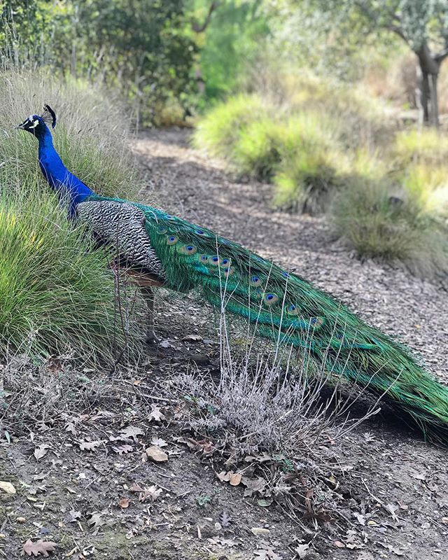 Meet Francis. Quite the stunner, right? I&rsquo;m choosing to see his surprise visit as a symbol of how child-like joy is always available to us. I guess I needed a big beautiful blue bird to make sure I don&rsquo;t forget. Thank you, Universe. ✨
_
L