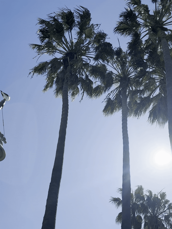 Palm Tree And Sunlight