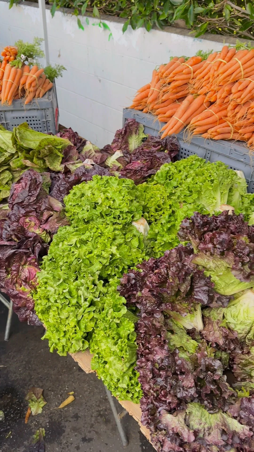 Farmers Market Vegetables .jpg