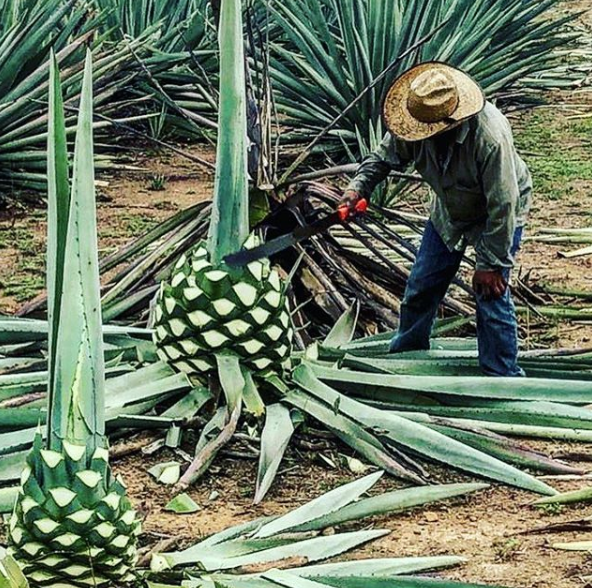 Harvesting espadin agave