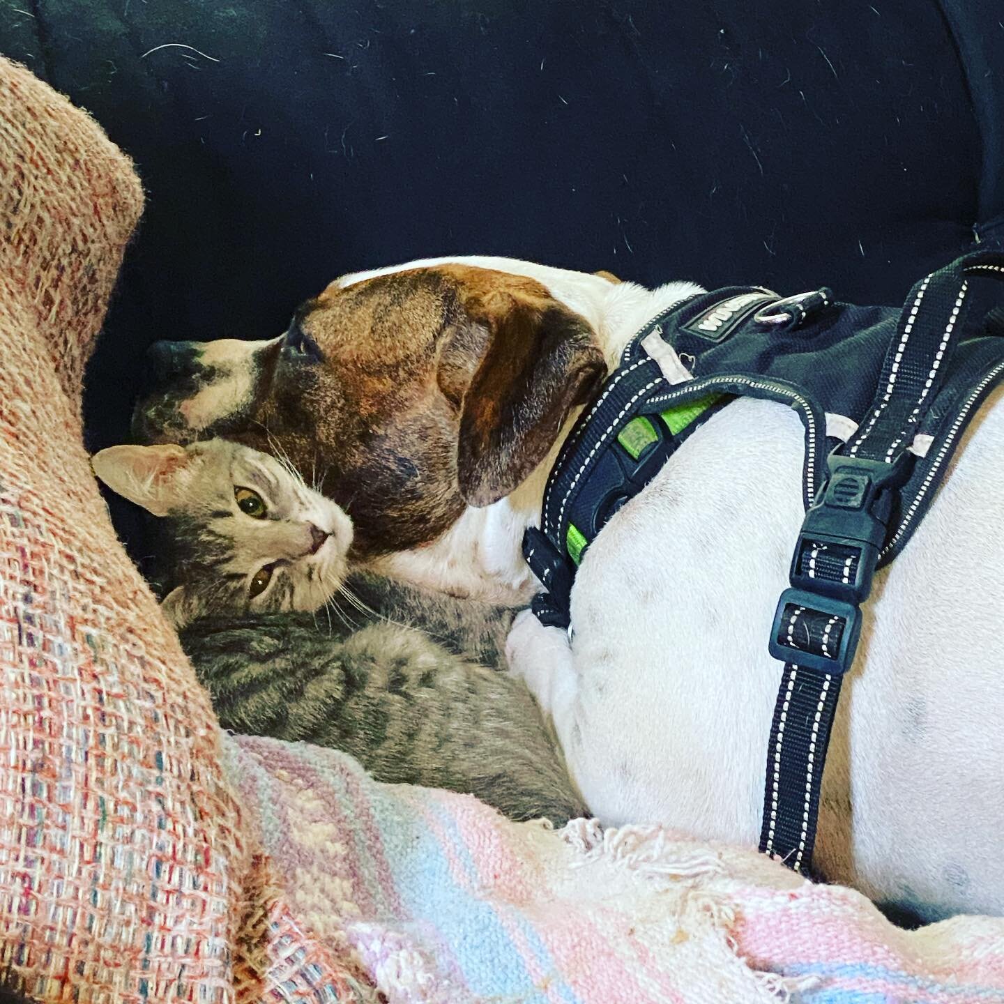 What&rsquo;s the best use of a warm and purring kitten? Why as a lovely pillow of course! It&rsquo;s because of scenes like this that the afternoon slows down for me 😂 #teachingartist #teachingartistlife #teachingartistsofinstagram